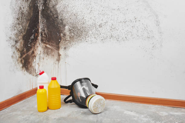 Best Office Mold Removal Services  in Bristol, FL