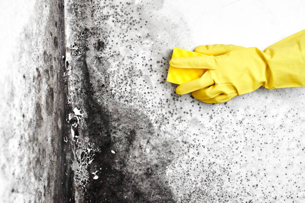 Best Fast Mold Removal  in Bristol, FL