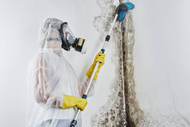 Best Attic Mold Removal  in Bristol, FL