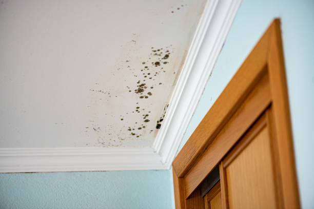 Best Certified Mold Removal  in Bristol, FL