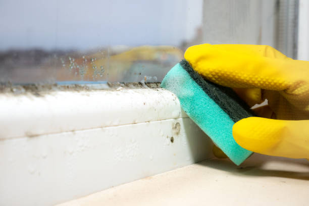 Best Professional Mold Removal  in Bristol, FL