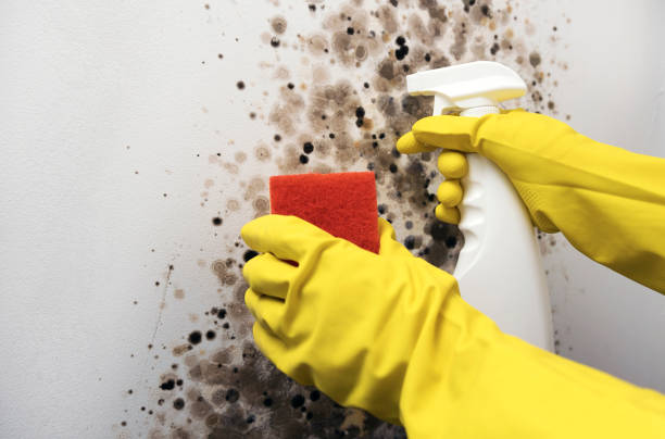 Best Mold Remediation Services  in Bristol, FL