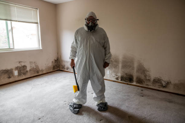 Best Mold Damage Repair  in Bristol, FL