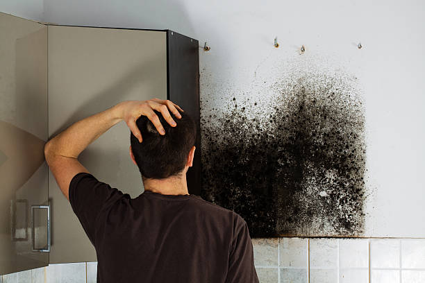 Best Toxic Mold Removal  in Bristol, FL