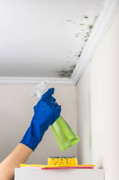 Best Home Mold Removal  in Bristol, FL