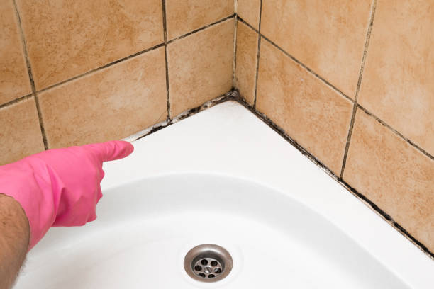 Best Commercial Mold Removal  in Bristol, FL